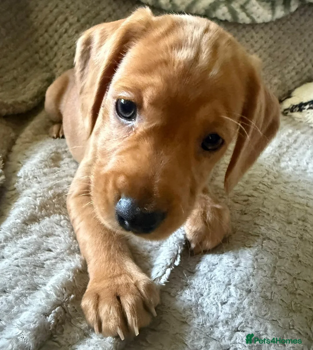 Cocker Spaniel dogs for sale: Cocker spaniel Jack Russel cross - Advert 2