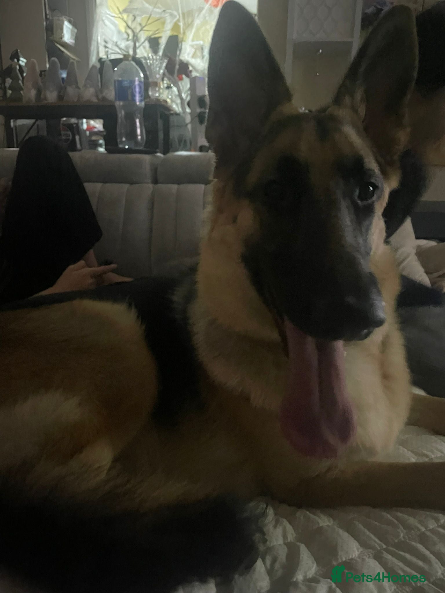 German Shepherd dogs Female German shepherd  - Advert 1