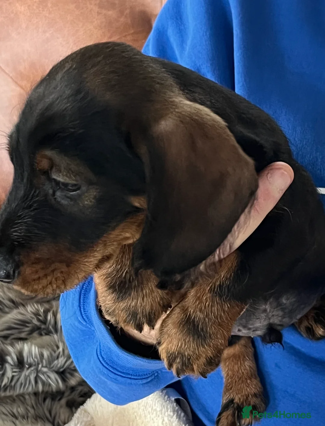 Miniature Dachshund dogs for sale: Miniature Wire/smooth (Dachshund)Pin wire in coat - Advert 2