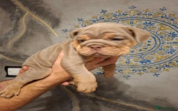 English Bulldog dogs for sale: Beautifull full suit lilac and tan - Image 10