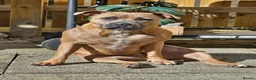 Staffordshire Bull Terrier dogs for sale: Staffordshire bull terrier puppies for sale in Kilmarnock - Advert 18