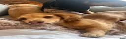 Miniature Dachshund dogs for sale: Cream shaded brown long haired dachshund for sale  - Advert 8