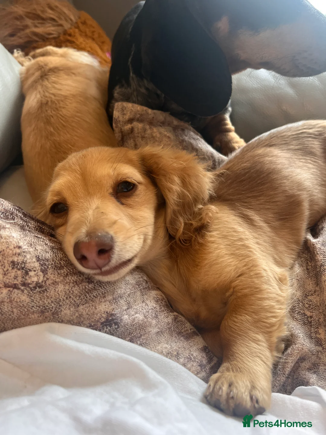 Miniature Dachshund dogs for sale: Cream shaded brown long haired dachshund for sale  - Advert 8