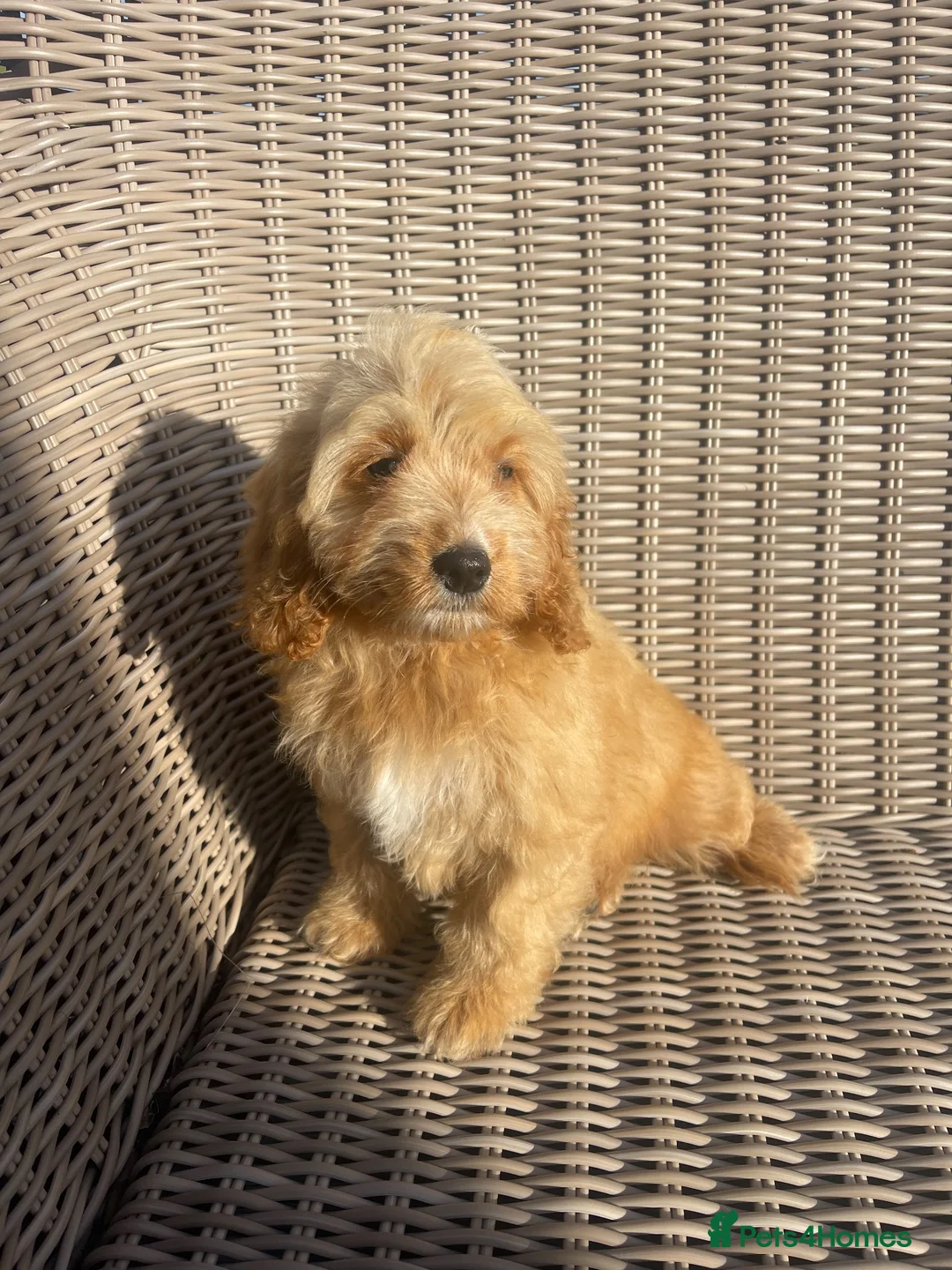 Cockapoo dogs for sale: Ready NOW F1 toy cockapoos - Advert 2