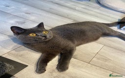 British Shorthair cats for sale: 💕British Shorthair Blue Kittens💕 - Image 33