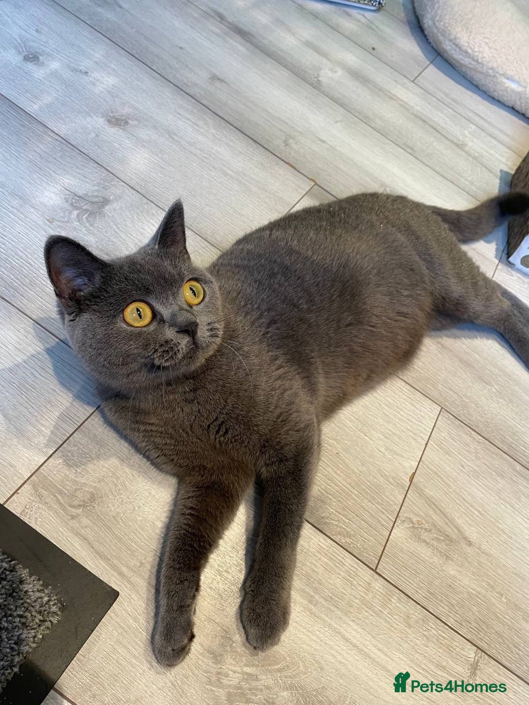 British Shorthair cats for sale: 💕British Shorthair Blue Kittens💕 - Image 33