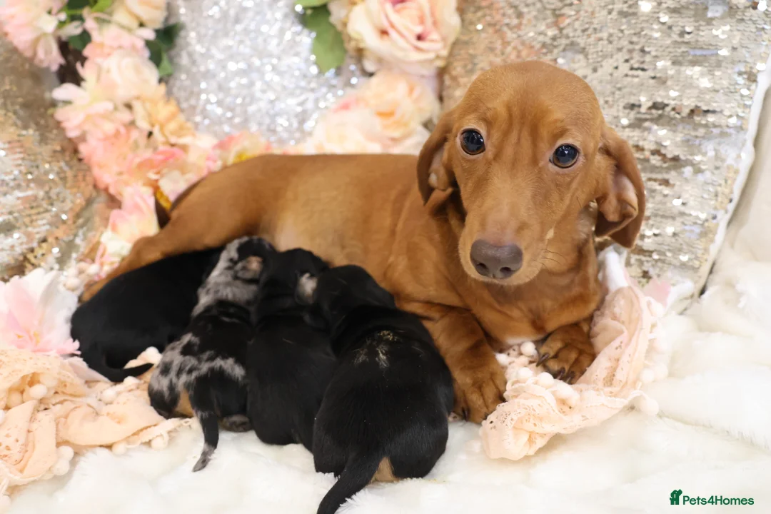Miniature Dachshund dogs for sale: KC Miniature Dachshund Puppies - Advert 16