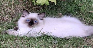 Ragdoll cats - Advert 16
