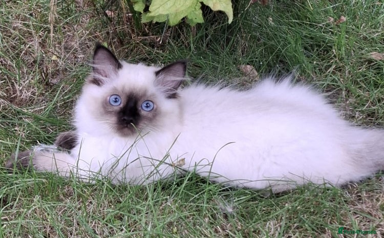 Ragdoll cats - Advert 7