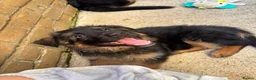 German Shepherd dogs for sale: KC German Shepherd puppies  - Advert 16