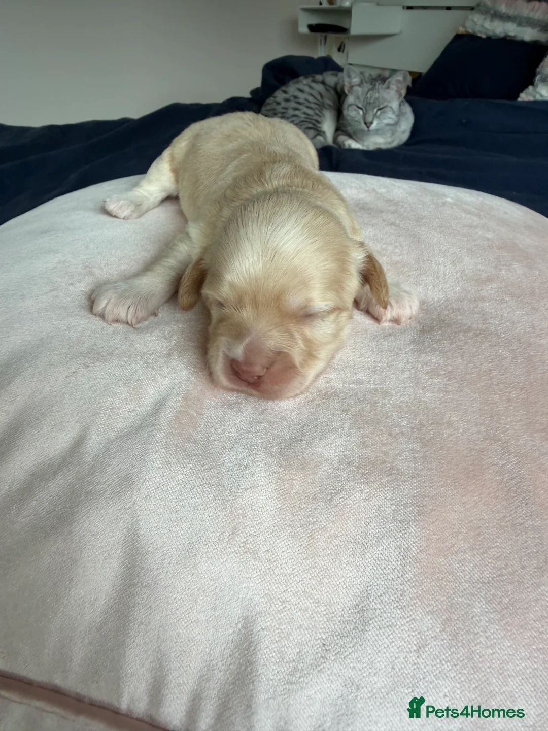 Havanese dogs for sale: KC Gold Boy, parents health tested   - Advert 2