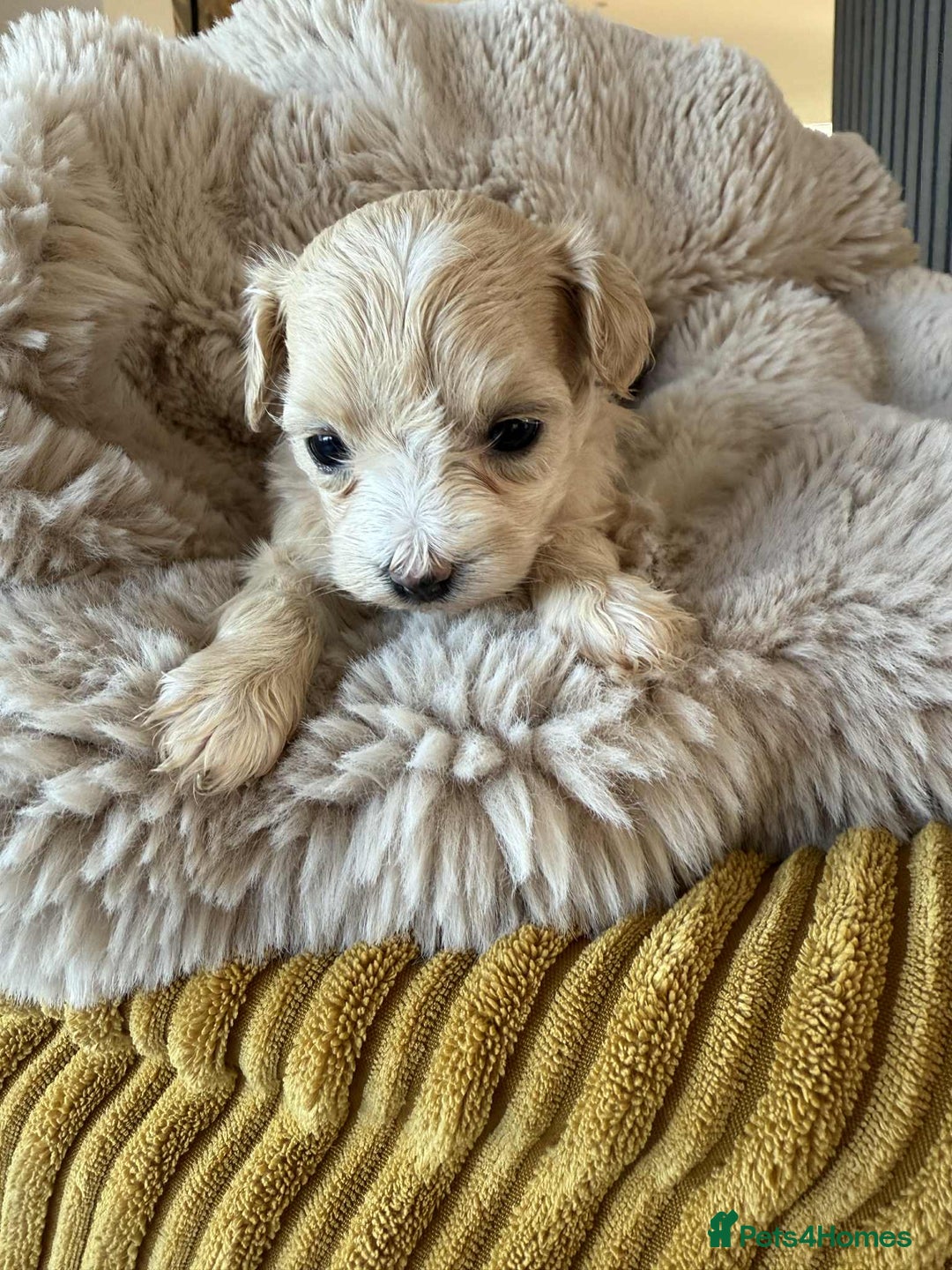 Maltipoo dogs for sale: 6 Gorgeous F1 Maltipoos for sale - Advert 7
