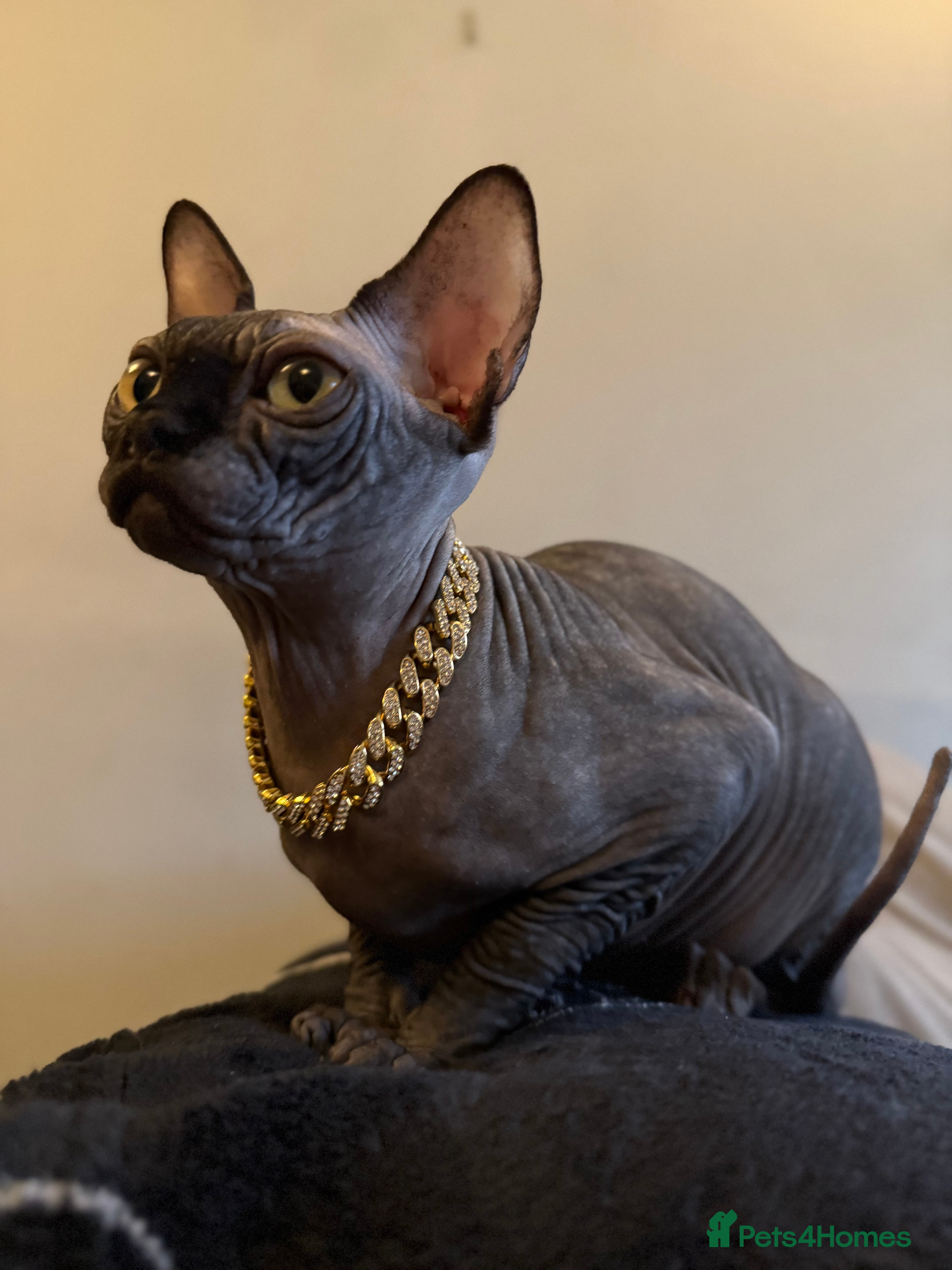 Sphynx cats Beautiful Blue Boys Looking for Their Forever home - Advert 1