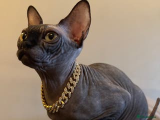 Sphynx cats Beautiful Blue Boys Looking for Their Forever home - Advert 1