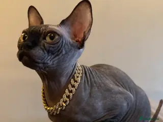 Sphynx cats Beautiful Blue Boys Looking for Their Forever home - Advert 10