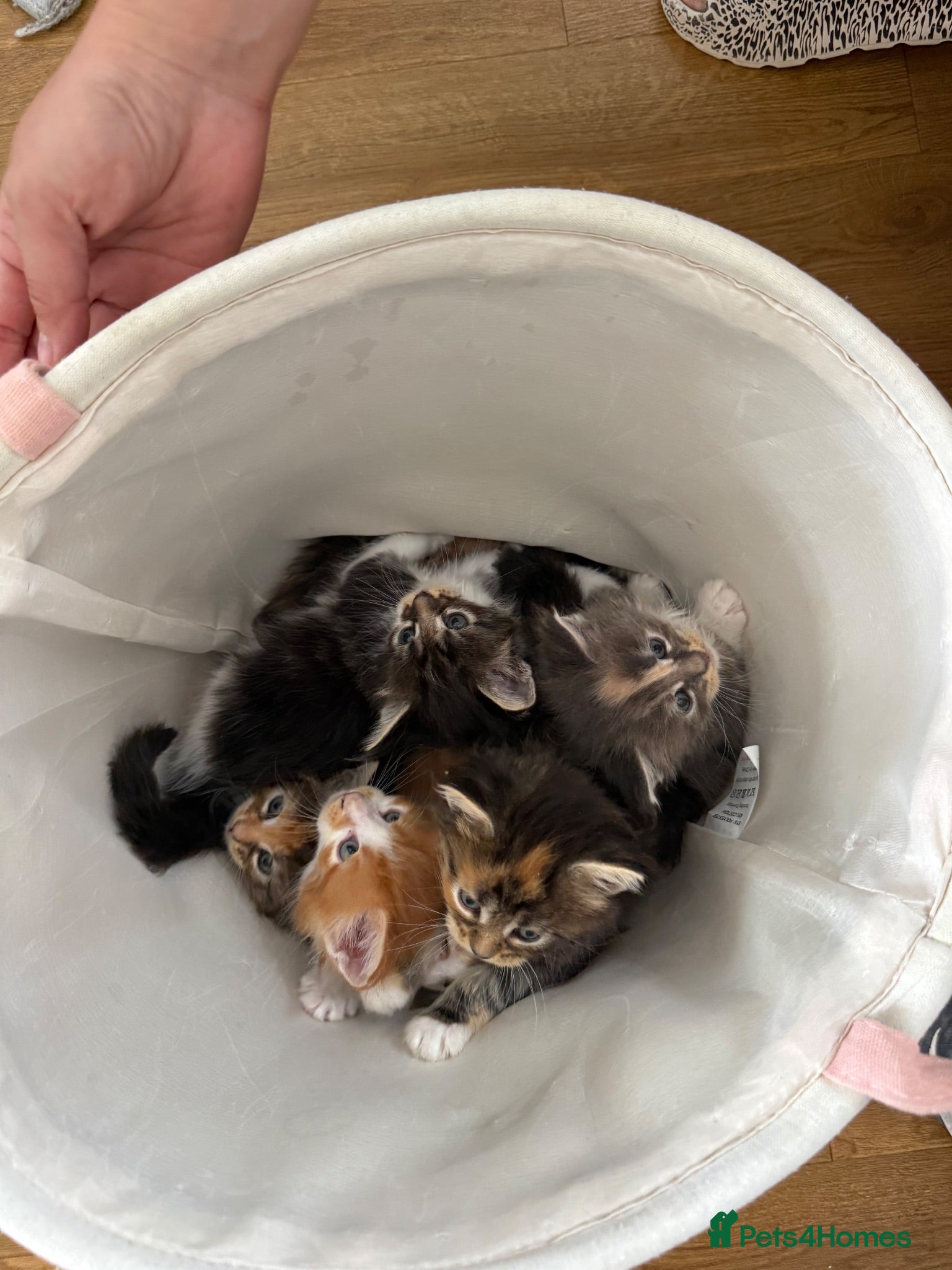 Maine Coon cats Beautiful Maine Coon Kittens – Born 19 June 2026 - Advert 5