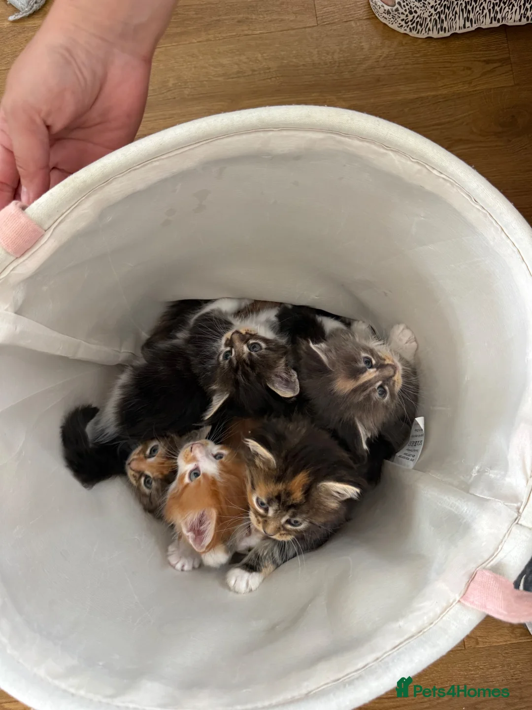 Maine Coon cats for sale: Beautiful Maine Coon Kittens – Born 19 June 2026 - Advert 1