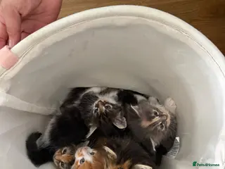Maine Coon cats Beautiful Maine Coon Kittens – Born 19 June 2026 - Advert 1