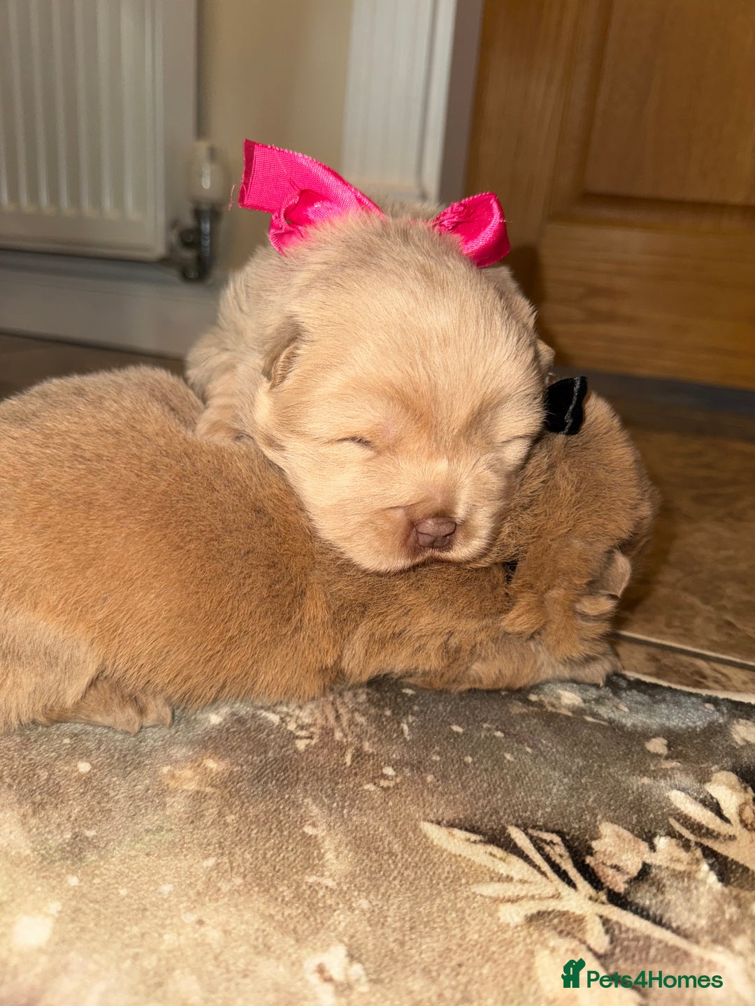 Chow Chow dogs for sale: Stunning kc reg puppies  - Advert 6