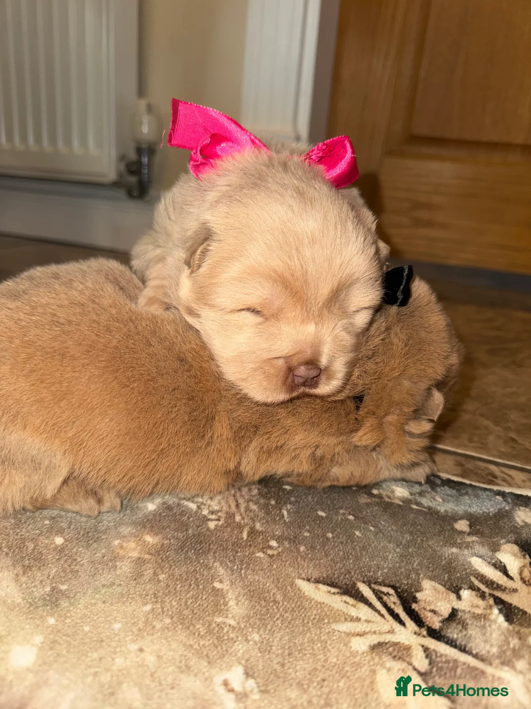 Chow Chow dogs for sale: 3 beautys left ⭐️  - Advert 19