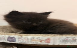 Ragdoll cats for sale: Ragdoll dad Persian cross mum - Image 8