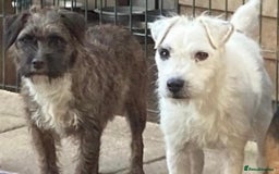 Jack Russell dogs for sale:  **  JACK RUSSELL PUPPIES - Image 10