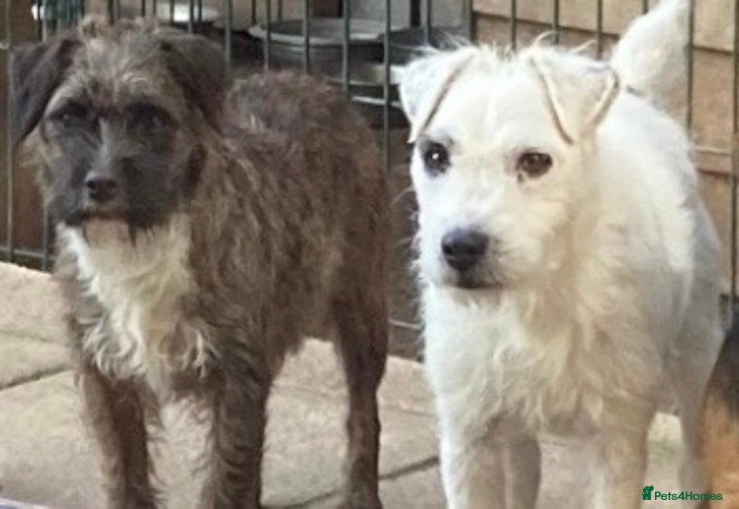 Jack Russell dogs for sale:  **  JACK RUSSELL PUPPIES - Image 10