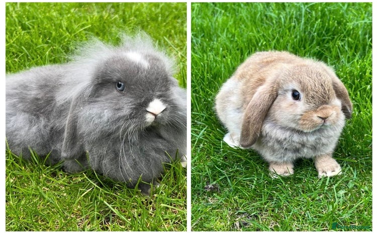 Mini Lop rabbits in Coalville - Advert 11