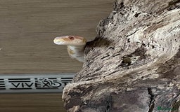 Corn Snake reptiles for sale: Snow Corn snake - Image 3