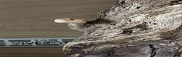 Corn Snake reptiles for sale: Snow Corn snake - Advert 3