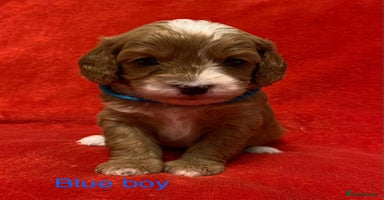 Cavapoo dogs - Advert 1