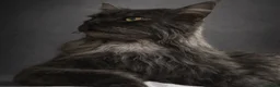 Maine Coon cats for stud: 4th Gen Maine Coon Stud – Black Smoke - Advert 2