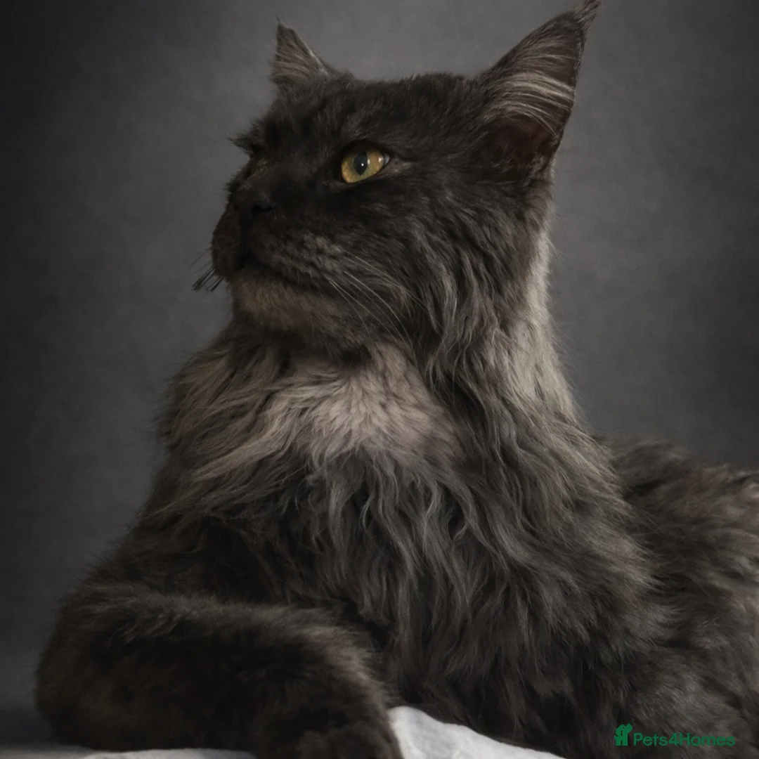Maine Coon cats for stud: 4th Gen Maine Coon Stud – Black Smoke - Advert 2
