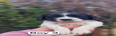 English Springer Spaniel Puppy 3