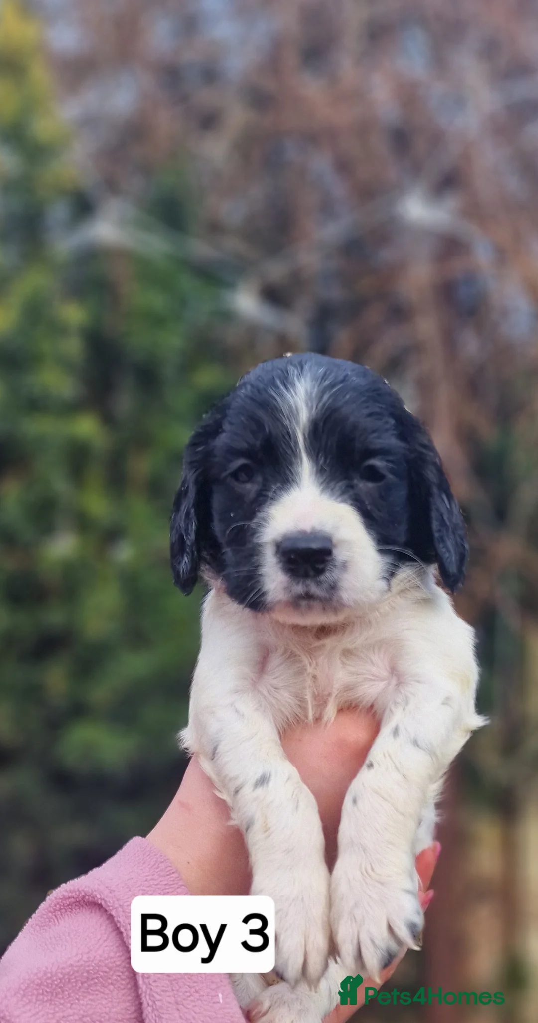 English Springer Spaniel dogs for sale: 8 pups for sale - Advert 16