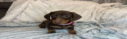 Dachshund dogs for sale: LAST ONE- Dachshund female puppy - last one - Advert 6