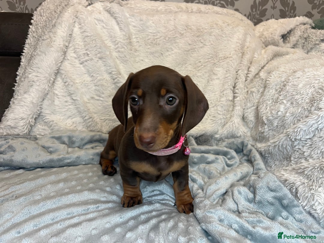 Dachshund dogs for sale: LAST ONE- Dachshund female puppy - last one - Advert 6