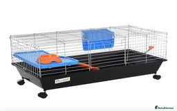 Belgian Hares rabbits for sale: Lovable rabbit  - Image 7