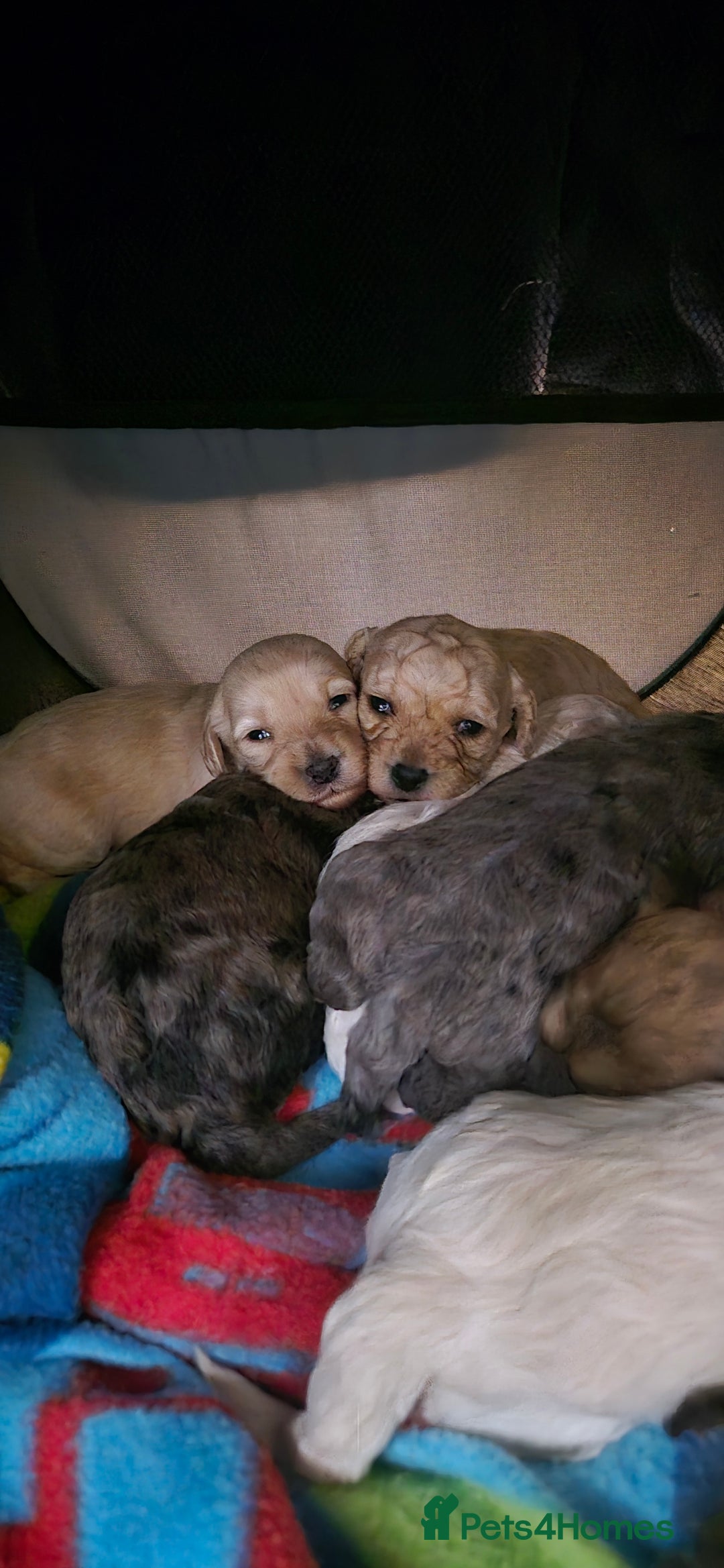 Mixed Breed dogs for sale: Gorgeous cavapoochon puppies - Advert 2