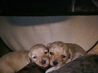 Mixed Breed dogs - Advert 9