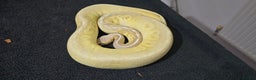 Python Snake reptiles for sale: Mixed Male and Female Royal Pythons - Advert 11