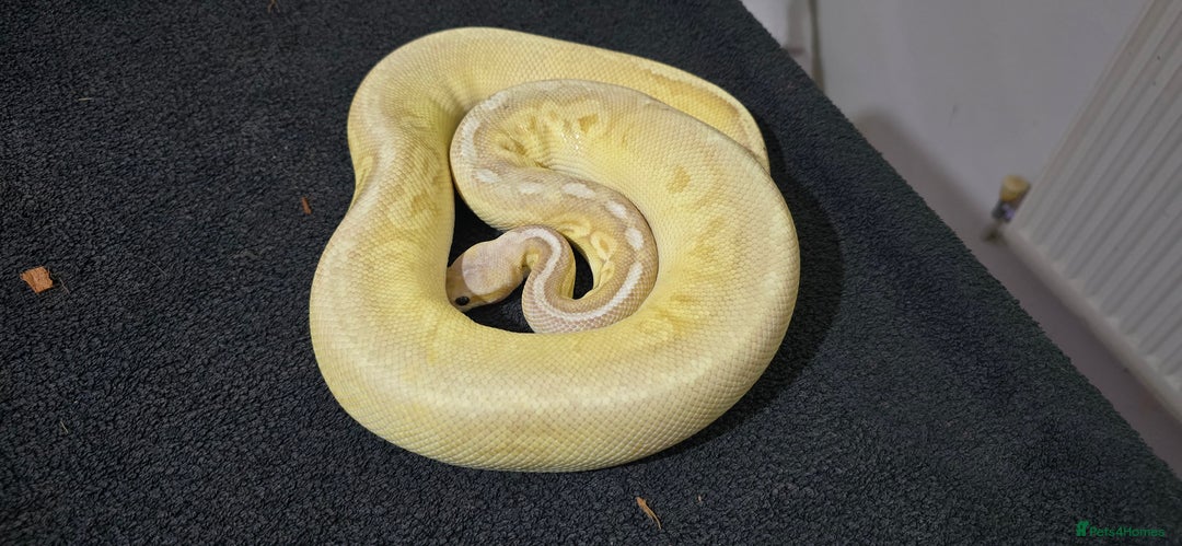 Python Snake reptiles for sale: Mixed Male and Female Royal Pythons - Image 11