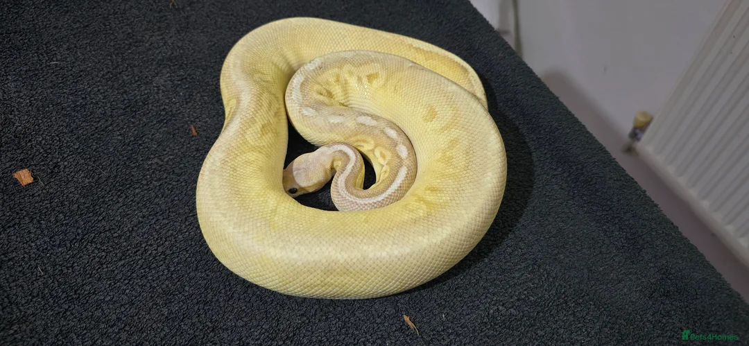 Python Snake reptiles for sale: Mixed Male and Female Royal Pythons - Advert 6