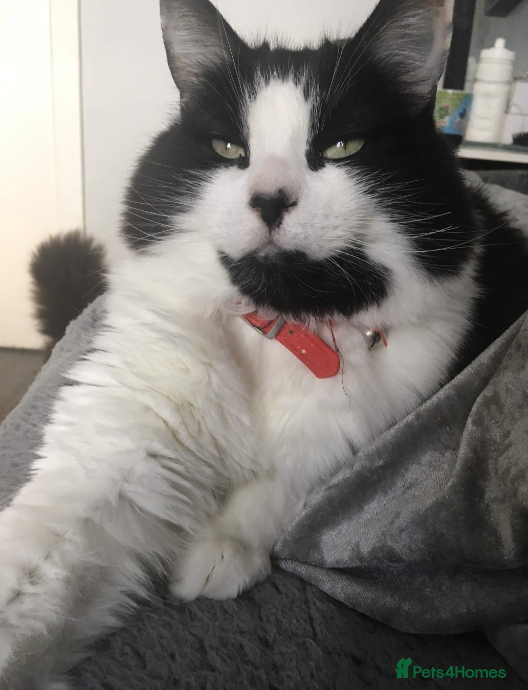 Mixed Breed cats for sale: 11 Year Old Cat For Adoption - Image 1