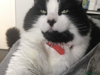 Mixed Breed cats - Advert 27