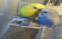 Budgerigars birds for sale: 2 budgies for sale  - Image 2