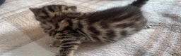 Bengal cats for sale: Bengal kittens  - Advert 18
