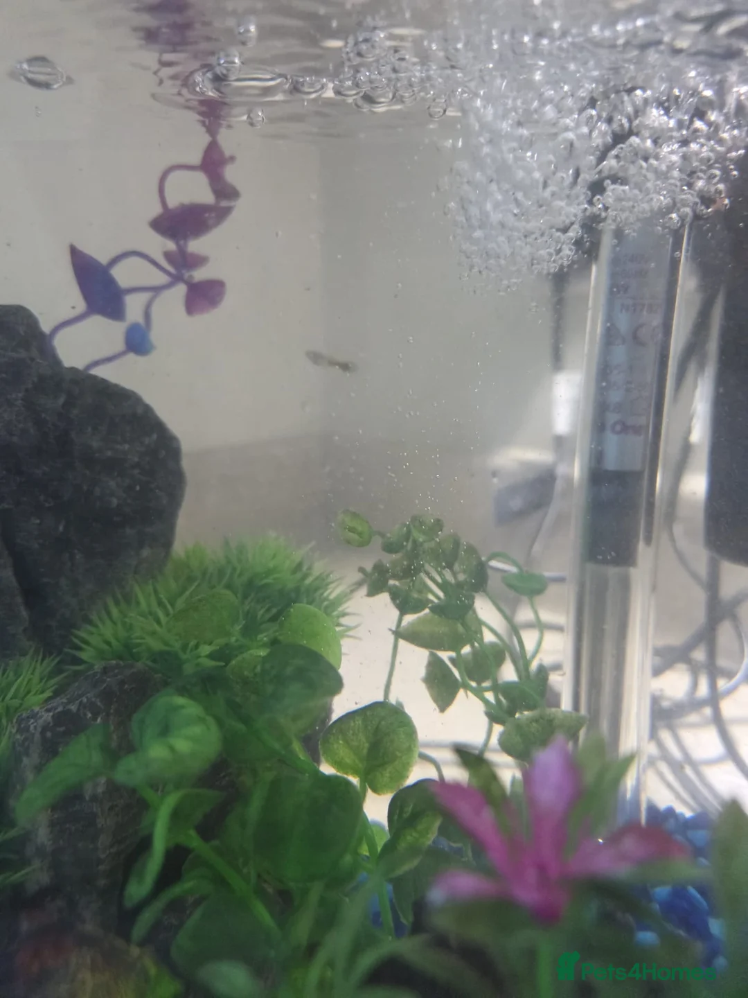 Mollies fish for sale: Guppy fry, ready 25 February - Advert 2