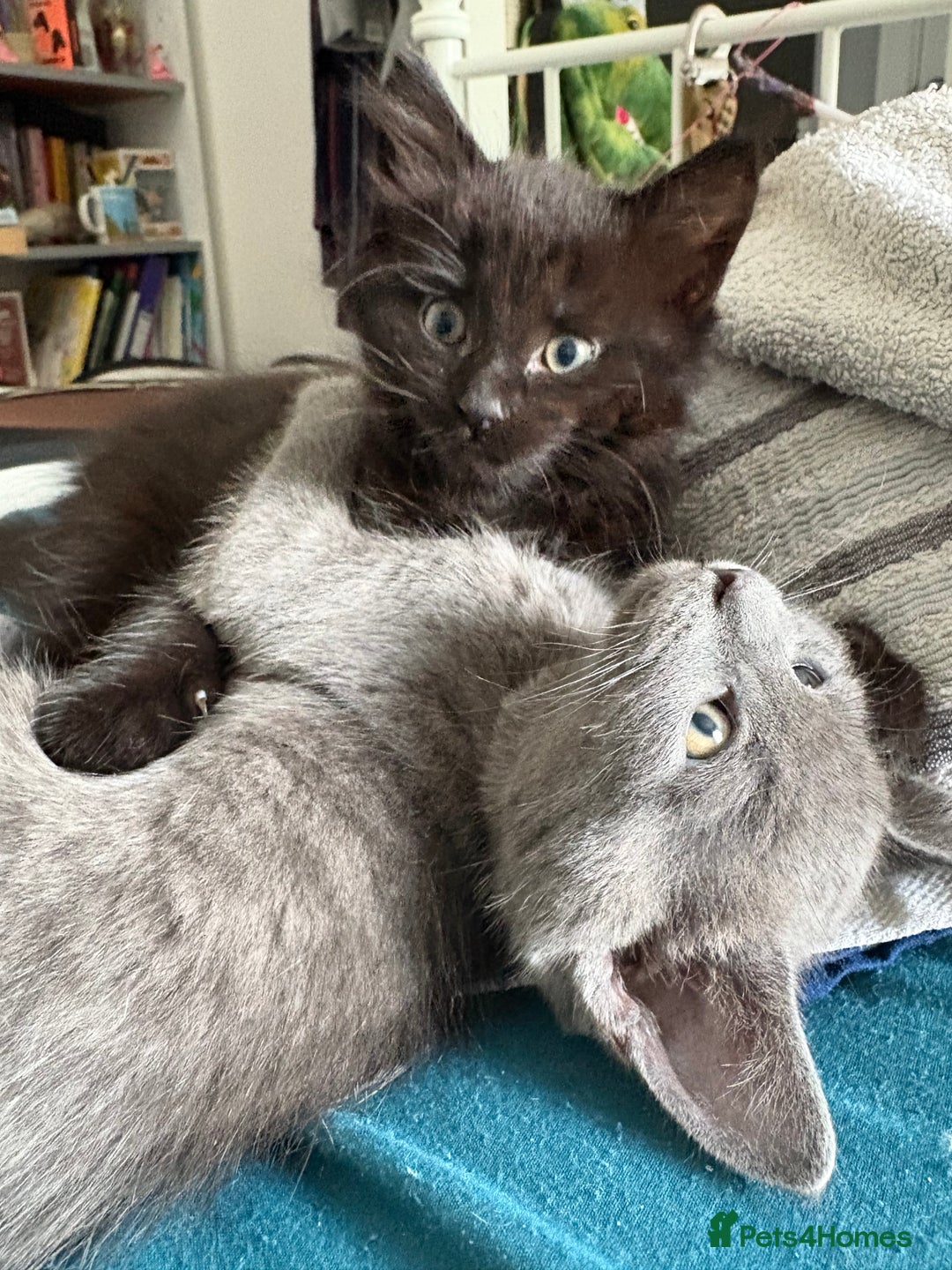 Mixed Breed cats for sale: Four Gorgeous Kittens Looking For Their Hoomans - Image 21