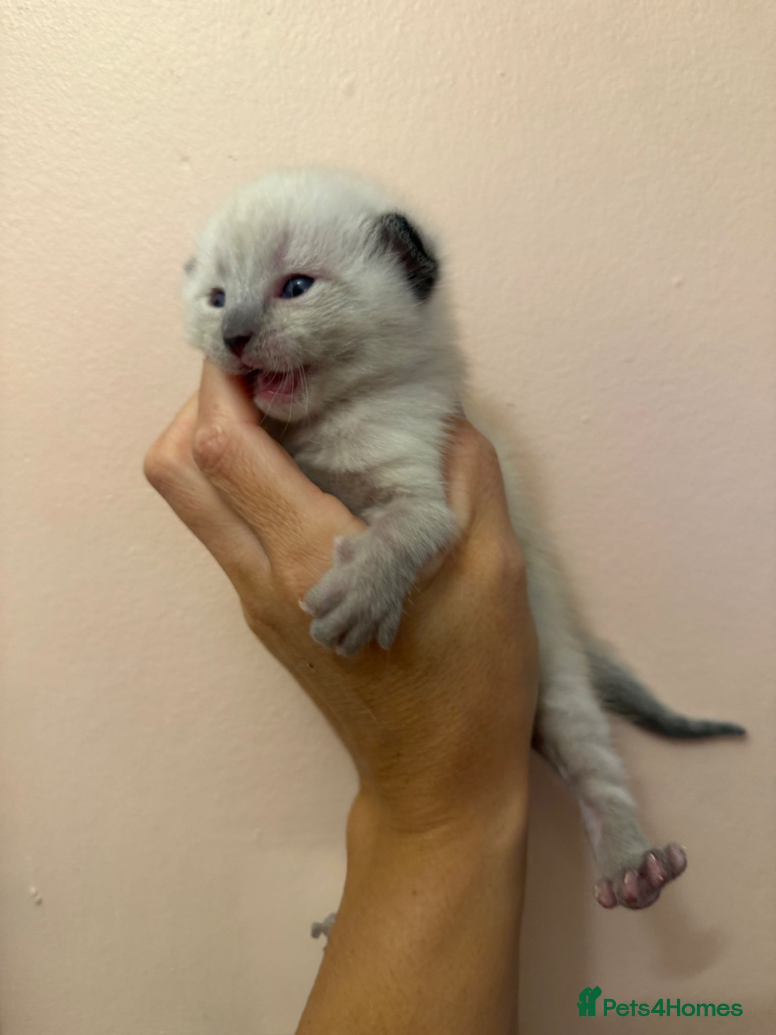 Mixed Breed cats Kittens  - Advert 14